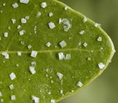 We did not find results for: What Is Salinity Definition Effects Video Lesson Transcript Study Com