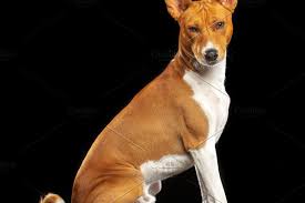 List of 300+ dog breeds to find the best dog breed for you and your family, learn about its personality, health issues, costs of ownership, shedding, and more. Basenji Dog Basenji Dogs Dogs Black And Blue Background