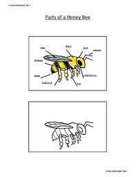 Parts Of A Honey Bee Printing History Bee Honey Bee