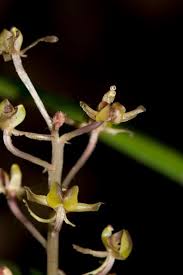 Image result for Liparis nervosa