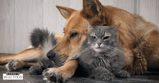 Inflammatory bowel disease in cats is a common cause of frequent vomiting as well as other gi symptoms. Pets With Inflammatory Bowel Disease Ibd Steves Real Food