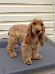 Rosie My Ecs Girl Spaniel Puppies Beautiful Dogs Cocker Spaniel