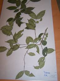 Image result for Warneckea sansibarica