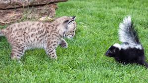 Skunk #1 is a hybrid strain that has influenced. What To Do If Your Cat Is Sprayed By A Skunk