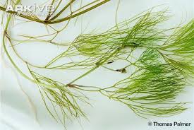 Image result for Stuckenia