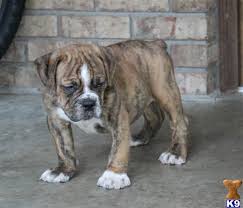 The english bulldog is an affectionate, loving companion breed with a sociable and sweet personality. Old English Bulldog Puppies Bulldog Puppies English Bulldog Puppies Old English Bulldog
