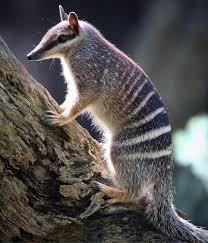 Pin On Cute Animals