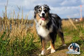 Not all puppies are born with a long, full tail. Rasseinfo Rhine River Aussies