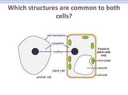 Nak guna boleh, nak copy minta izin. Biology Form 4 Chapter 2 Part 1 Cell Structure