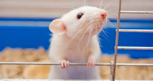 Check spelling or type a new query. Rat Breeding Rat Reproduction A Step By Step Guide Petcoach