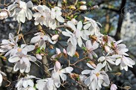 Common lilacs bloom in april to may. Bloomy Magnolia Tree With Big White Flowers Stock Photo Picture And Royalty Free Image Image 20220736