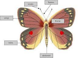 Pin En Partes De La Mariposa