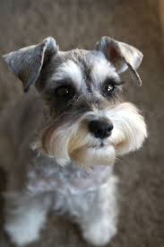 Browse thru schnauzer (miniature) puppies for sale near norman, oklahoma, usa area listings on puppyfinder.com to find your perfect puppy. Cute Mini Schnauzer