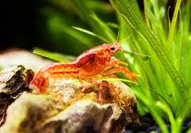 Jual sea water fish tank mini , aquarium air laut mini fullset dengan harga rp350.000 dari toko online ibekasi, kota bekasi. Mini Aquarium Dein Einfacher Einstieg In Die Aquaristik Im Nanoformat