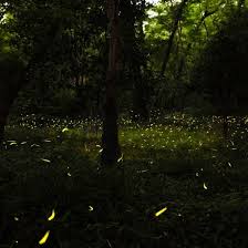 Firefly Forest - Orion Magazine