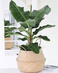Deze 6 Soorten Kamerplanten Zijn Niet Giftig Voor Je Kat Of Hond Eten En Drinken Huisdier Bananenplanten Woonkamerplanten Kamerplanten