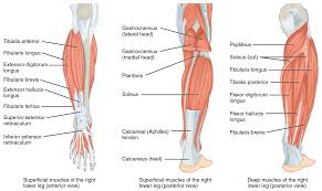 The muscular system consists of various types of muscle that each play a crucial role in the function of the body. 11 4 Identify The Skeletal Muscles And Give Their Origins Insertions Actions And Innervations Anatomy Physiology