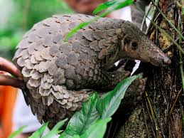 ✔ 75 most weird, scary and rarest animals in the world real pictures (rare compilation). Rare Animals That Are Almost Extinct