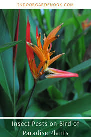 Indoor Bird Of Paradise Plant Care Bird Of Paradise Plant Care Watering Lighting Pests And More Garden Care Birds Of Paradise Plant Paradise Plant