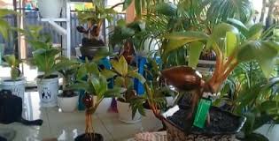 Bonsai Kelapa Makin Diminati Warga Saat Pandemi Covid Okezone News