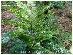 Image result for Didymochlaena truncatula