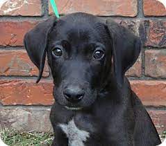 Douglas cuddle toy brown puppy dog spotted gray german shorthair pointer lab. Pointer Lab Mix Puppies Puppy Westport Ct Labrador Retriever German Shorthaired Pointer Lab Mix Puppies Lab Mix Dogs German Shorthair