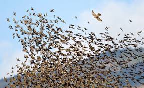 Starlings Are Easy To Find But Capturing Their Twisted Formations As They Evade Predators Takes Commitment And Vision Photographer Beautiful How To Dry Basil