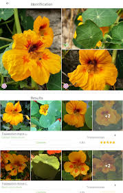 How can i identify flowers. Plantnet Plant Identification Apps On Google Play