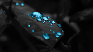 Choose from a curated selection of black wallpapers for your mobile and desktop screens. Black Leaves Blue Drops 4k Wallpaper Best Wallpapers