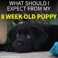 When will your baby start to walk? What Should I Expect From My 8 Week Old Puppy Puppy In Training