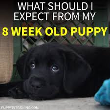 Heartbeat recorder baby heartbeat monitor heartbeat bears heartbeat monitor heartbeat puppy toy heartbeat 818 normal heartbeat products are offered for sale by suppliers on alibaba.com, of. What Should I Expect From My 8 Week Old Puppy Puppy In Training