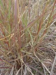 Image result for Cymbopogon pospischilii
