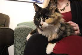 Meet Blair This Adorable 4 Month Old Longhair Mix Was The Pet Of The Week For 2 10 16 Contact The Seattle Humane Society Adorable Kitten Pets Humane Society