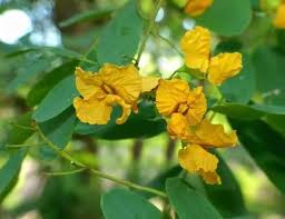 Image result for Tipuana