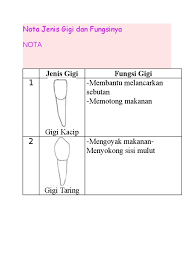Makhkota gigi (korona atau biasa disebut puncak gigi yaitu bagian yang tampak dari luar. Jenis Gigi Fungsi Gigi 1 Membantu Melancarkan Sebutan Memotong Makanan