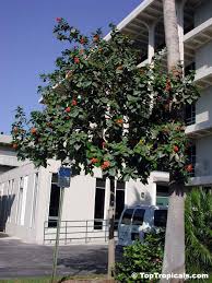 Image result for Cordia