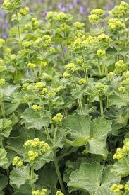 Image result for Alchemilla ellenbeckii