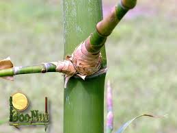 Image result for Bambusa balcooa