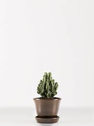 Keep in mind that every plant, like every human, is unique and our. Peruvian Apple Cactus The Joy Of Plants