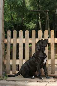 A dna test for the slc2a9 mutation can determine the genetic status of dogs for huu. Whitney Graficky Prilezitost Fila Brasileiro Black Vstrebavani Zkusenosti Dedictvi