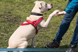 Ist die hundeschule auch für ältere hunde noch sinnvoll? Muss Ich Mit Meinem Hund In Die Hundeschule Planet Hund