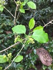 Image result for Canthium inerme