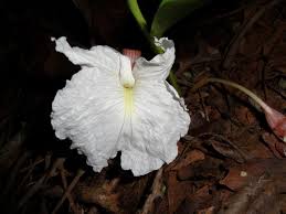 Image result for Siphonochilus