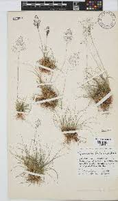 Image result for Sporobolus festivus