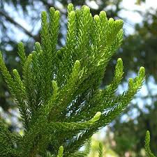 Image result for Araucaria columnaris