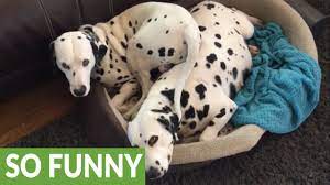 Pregnant Dalmatian Takes Up The Entire Bed Youtube