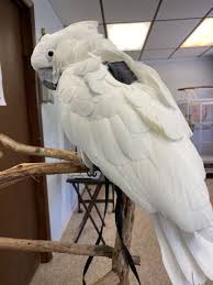 Umbrella Cockatoo Parrot Parrot Rescue Parrot Cockatoo