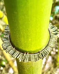 Image result for Oldeania alpina