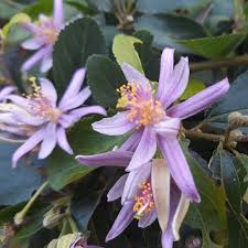 Image result for Grewia afra