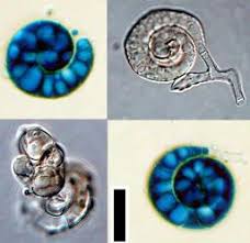 Image result for Diplorhynchus